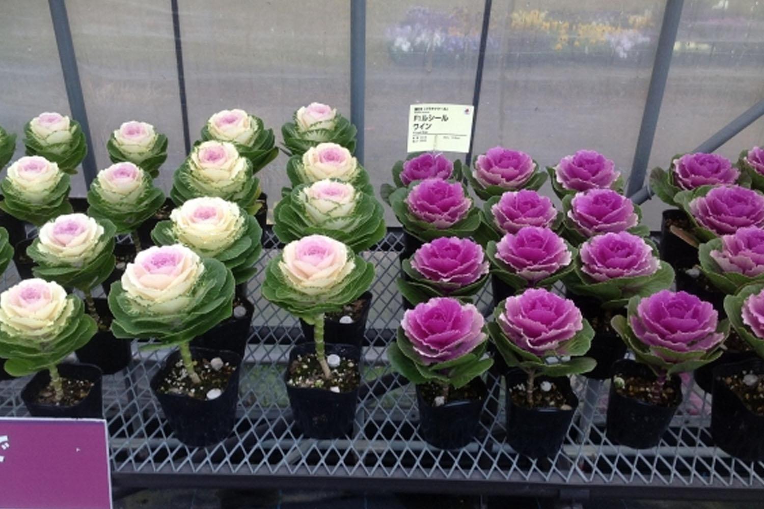 ดอกกะหล่ำประดับในสวนที่เกาหลีแสดงถึงความหลากหลายของสีสันในหน้าหนาว