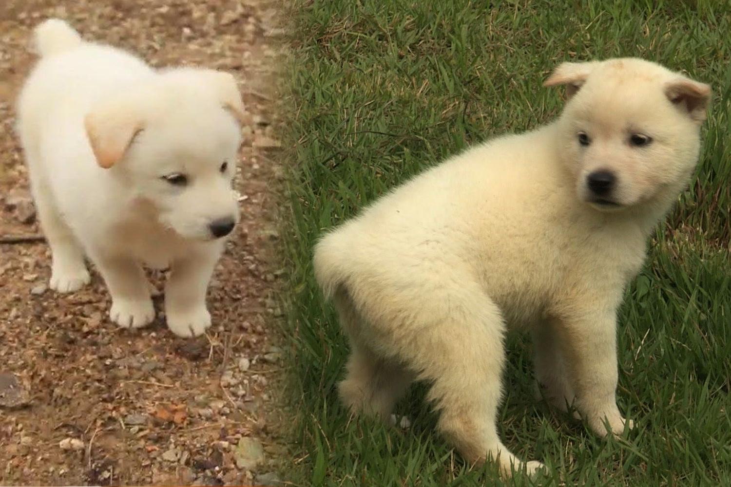 韓國獨特的小狗「東京犬」，短尾巴與可愛模樣的特寫。