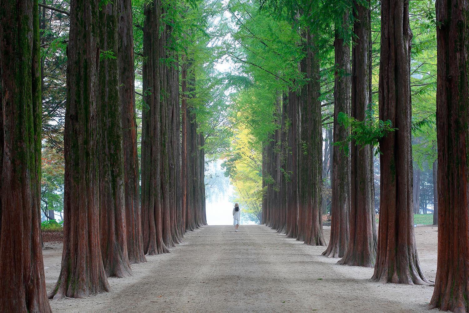 Jalanan di Pulau Nami yang dikelilingi pohon-pohon tinggi, menawarkan suasana alami yang menyegarkan.