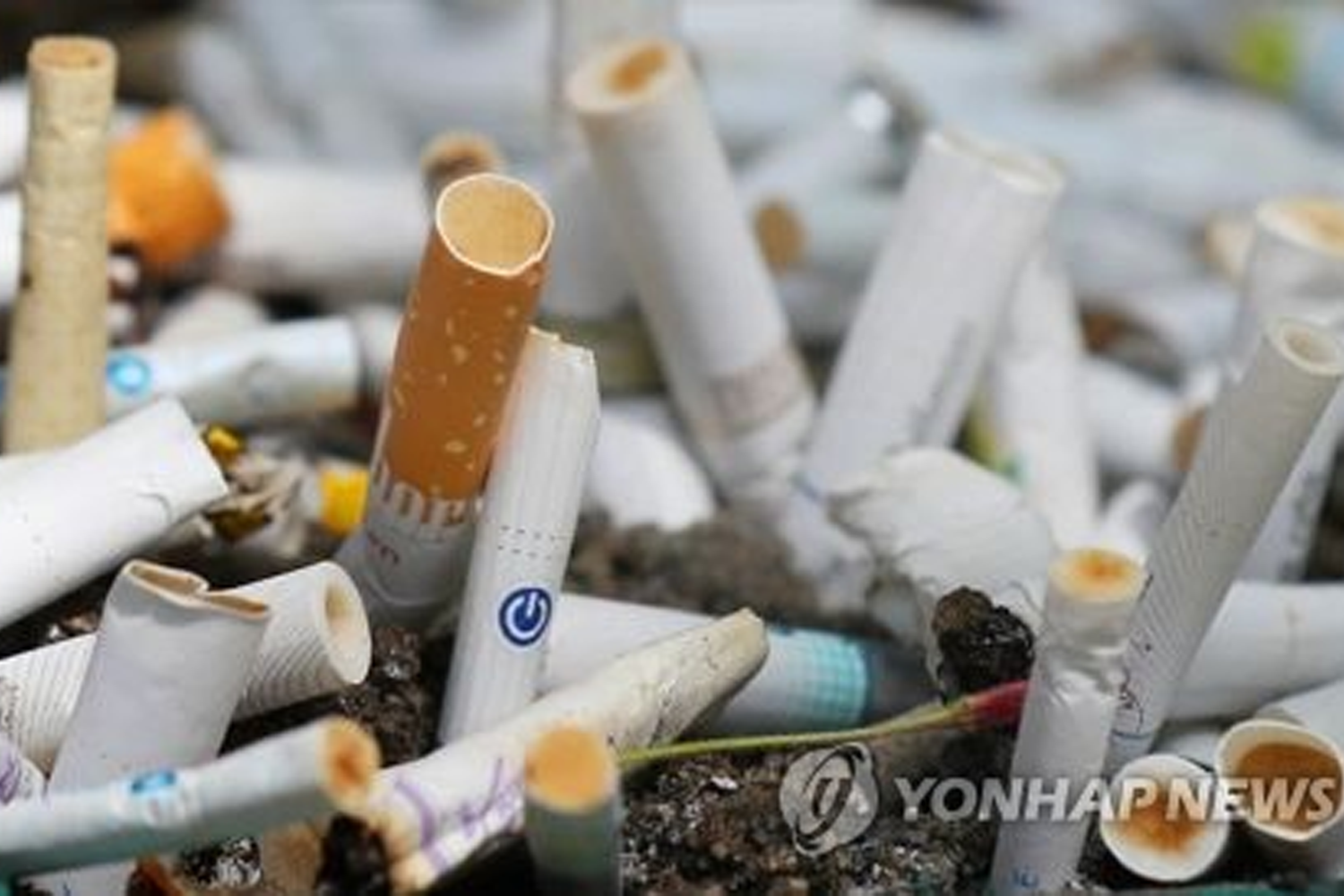 韓國街道上堆積的煙頭，政府倡導環境保護政策可用煙頭換現金