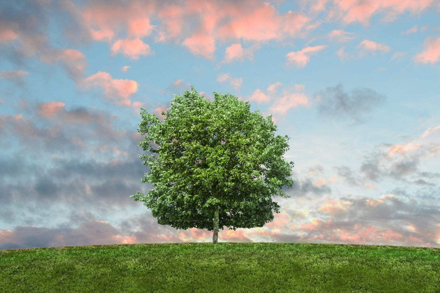 Một con chim đậu trên nhành cây với những chiếc lá đỏ rực và quả mọng đỏ, thể hiện vẻ đẹp tự nhiên và sự sống động của mùa thu tại Hàn Quốc.