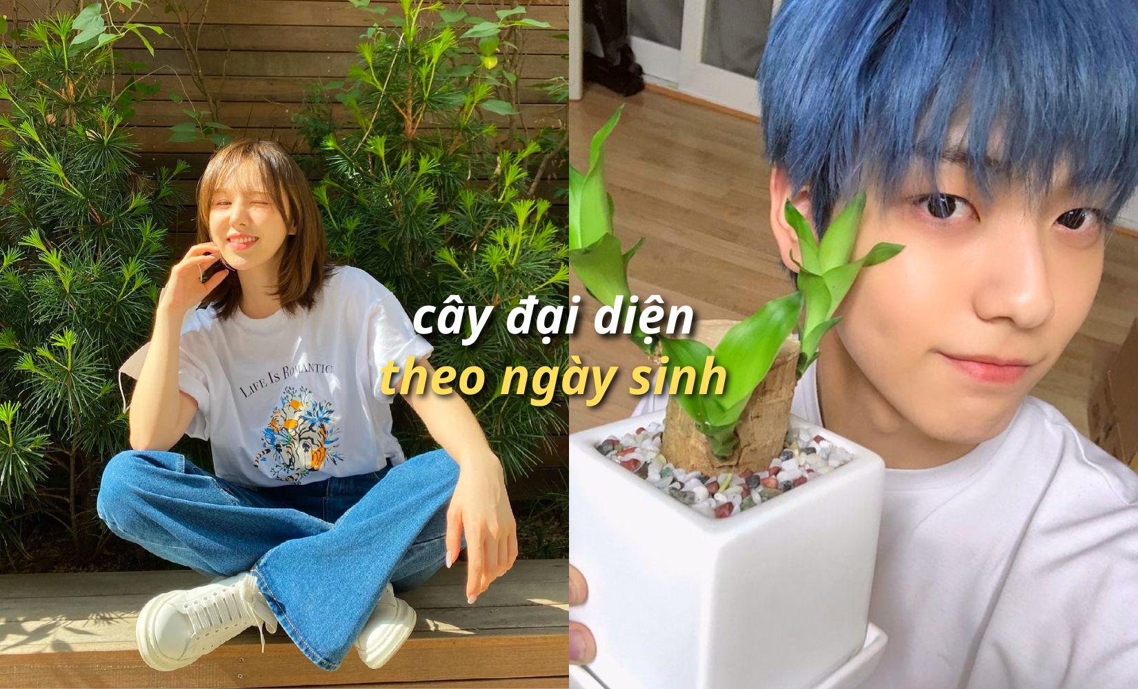  Ý nghĩa các loài cây theo ngày, tháng sinh trong quan niệm ở Hàn Quốc