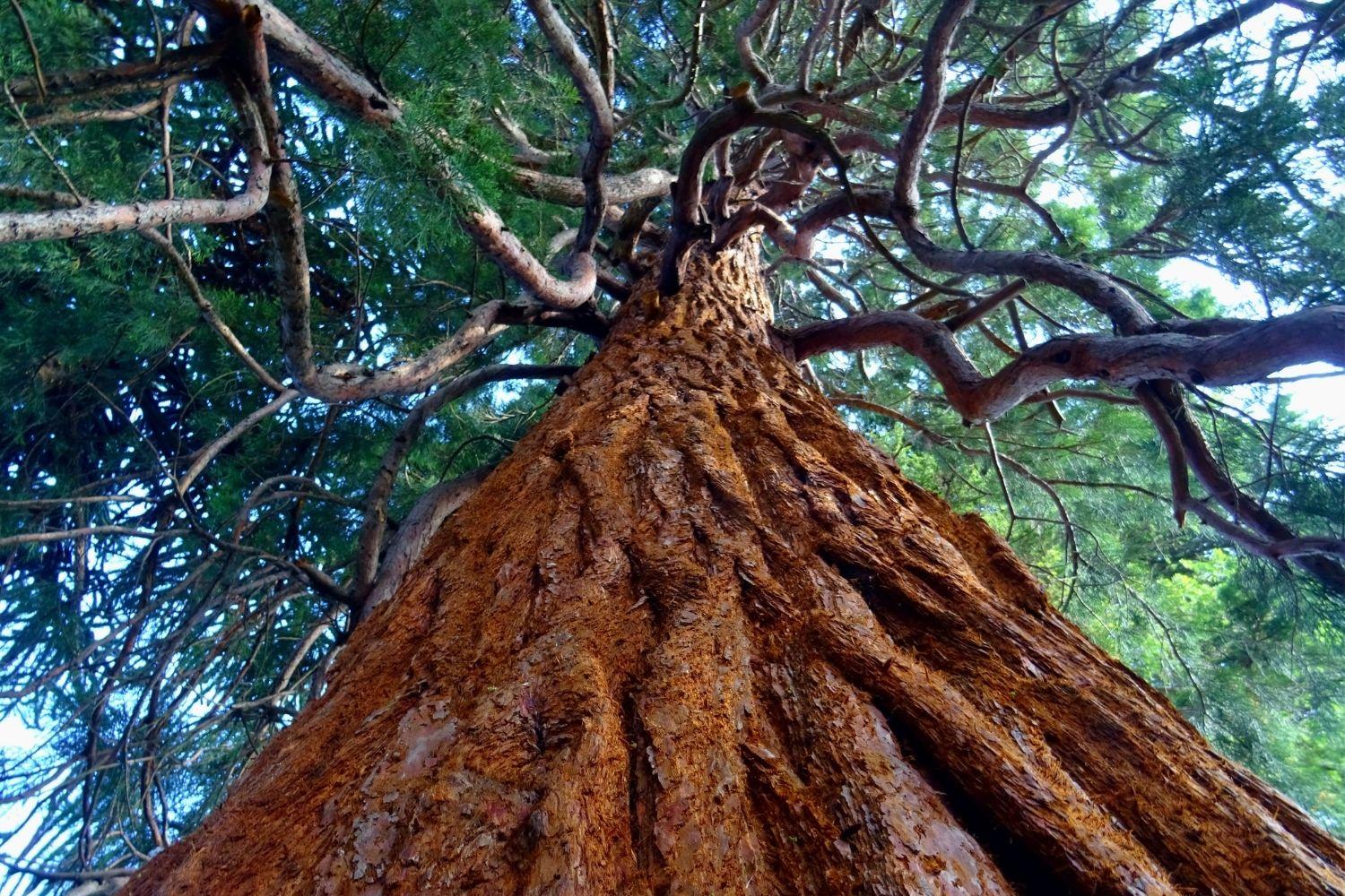 Một cây phong đứng cô độc trên đồng cỏ xanh với nền trời mây hồng, biểu trưng cho sự tĩnh lặng và nguồn cảm hứng tại Hàn Quốc.