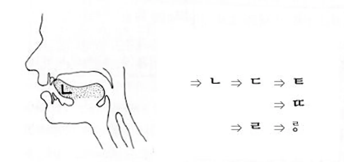 韓文子音發音圖解：口腔內子音 'ㄴ'、'ㄷ' 發音示範，對應舌頭及口腔位置變化。口腔和舌頭運動示範圖。