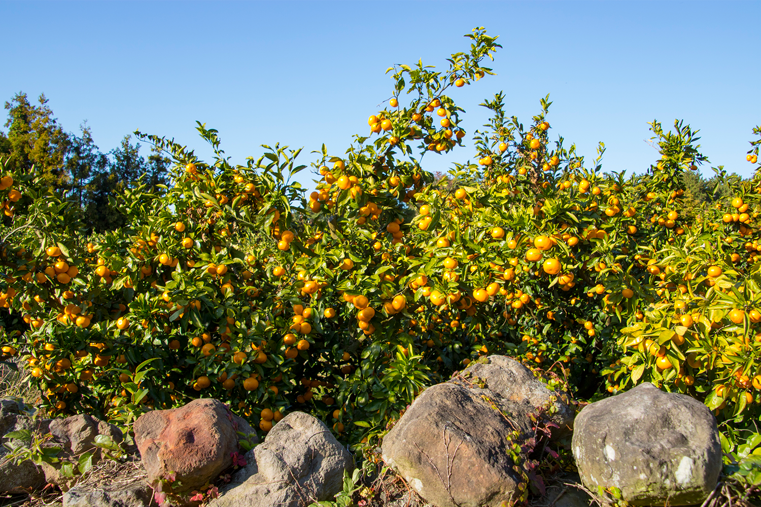 ภาพเปรียบเทียบไอดอลกับส้มในเวลากิจกรรมที่เชจู