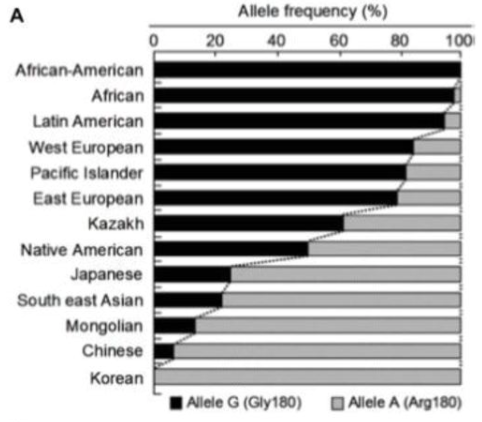 显示不同种族G型基因分布图,暗示体臭与基因之间的关系。