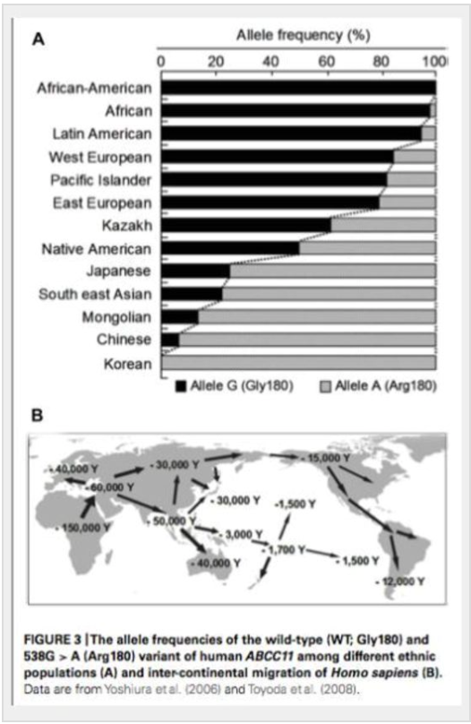 體臭基因圖解：展示不同地區人羣的G基因和A基因頻率，説明韓國人體臭基因比例最低。