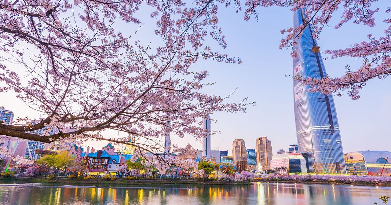 韓國首爾的櫻花季節，景色優美壯觀，粉紅色的櫻花樹沿著湖泊綿延開來，背景是高聳的樂天世界塔，吸引眾多遊客每年賞櫻。