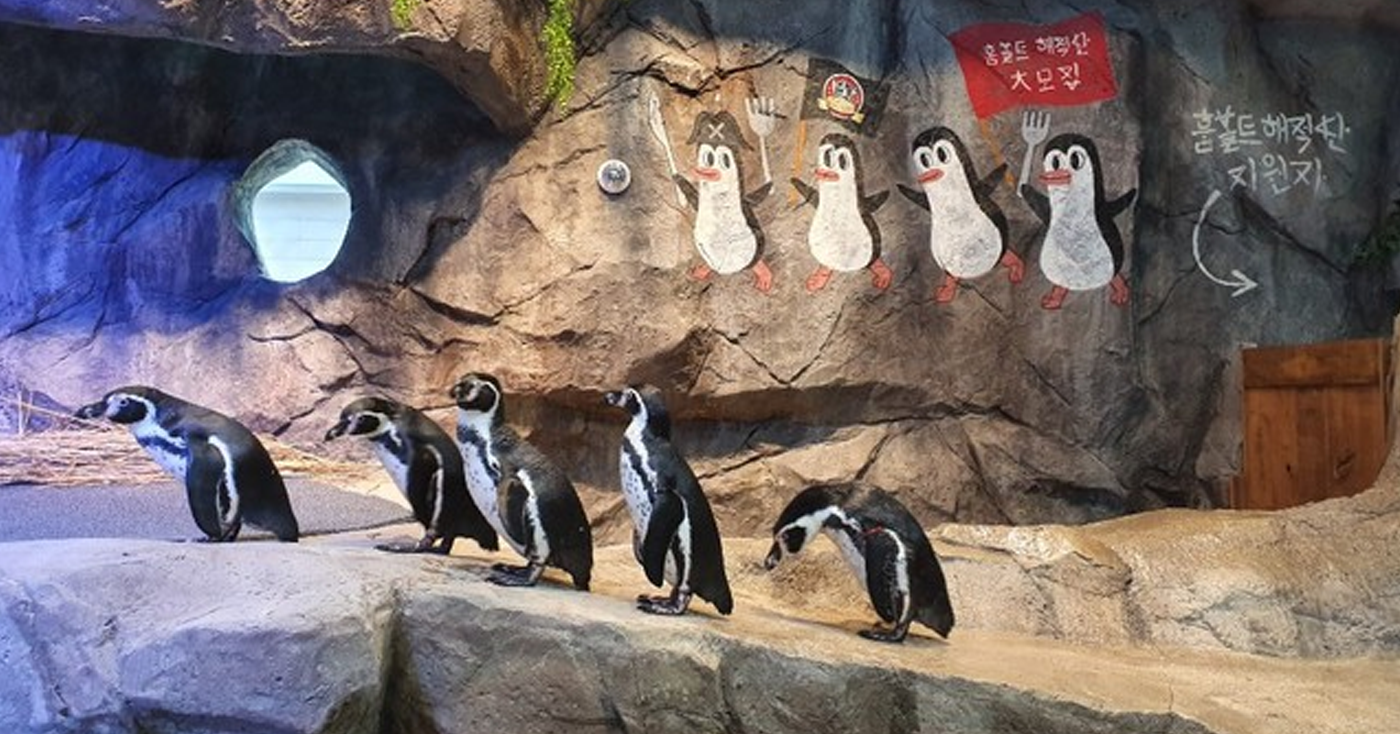 韓國永登浦動物園中的企鵝展示，五隻企鵝依次站立在岩石上，吸引了各地遊客的目光。