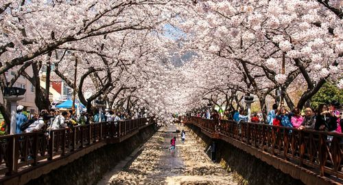 Jinhae Gunhangje Festival | Enjoy Korea's largest cherry blossom festival on a one-day tour!