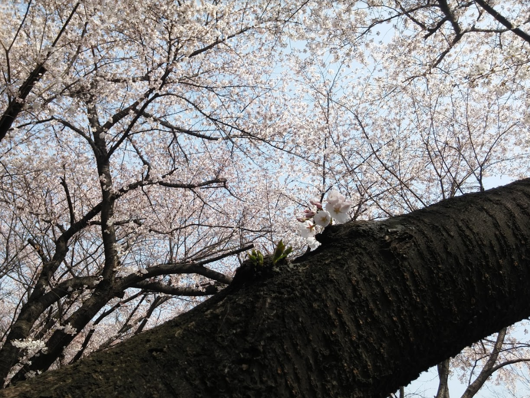 仁川 お花見 桜 お花見ツアー インチョン 桜の名所 韓国旅行
