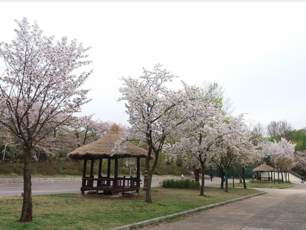仁川 お花見 桜 お花見ツアー インチョン 桜の名所 韓国旅行