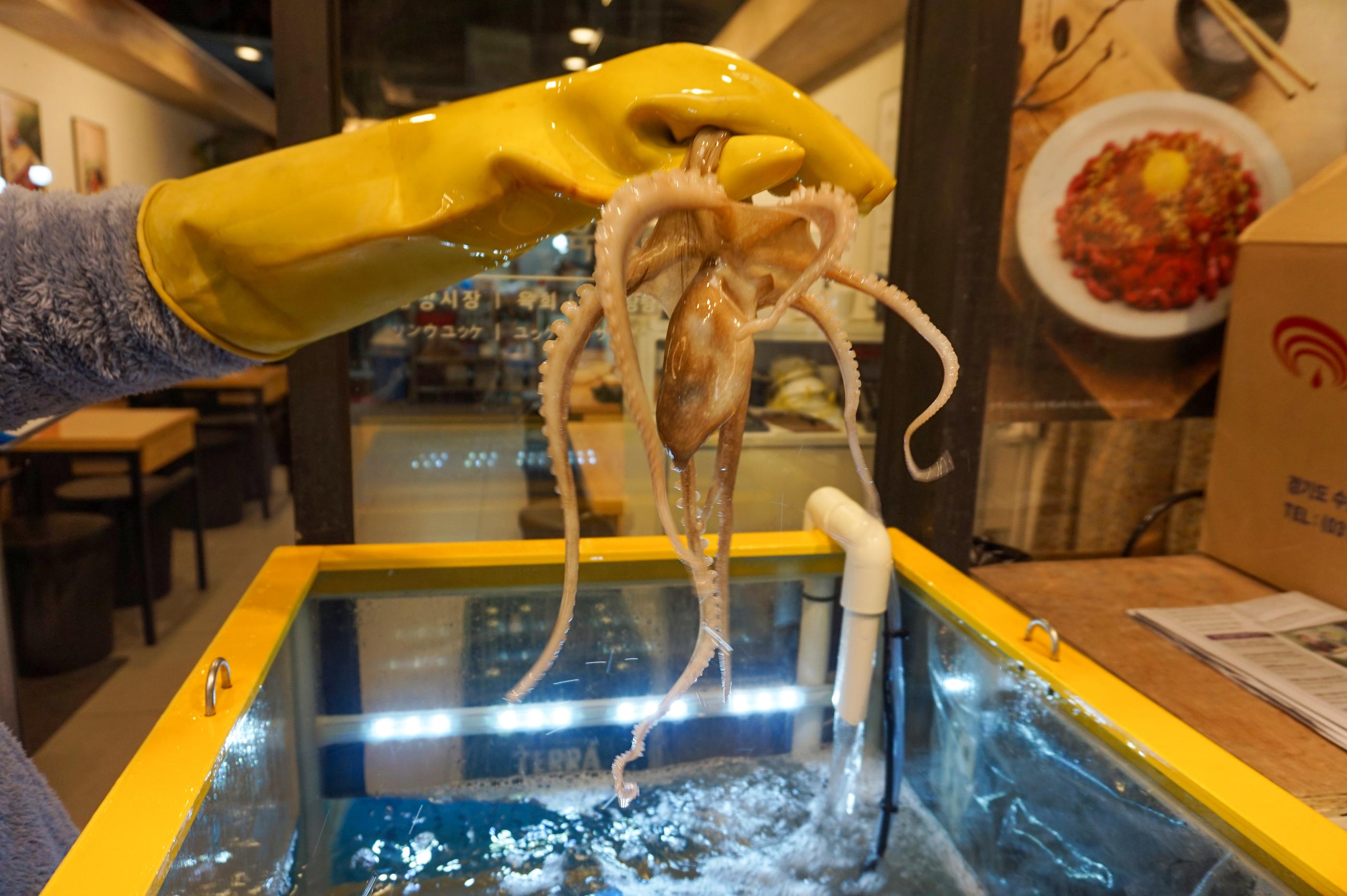 Sungwoo Yookhui | Gwangjang Market, Flavourful raw beef and live baby octopus