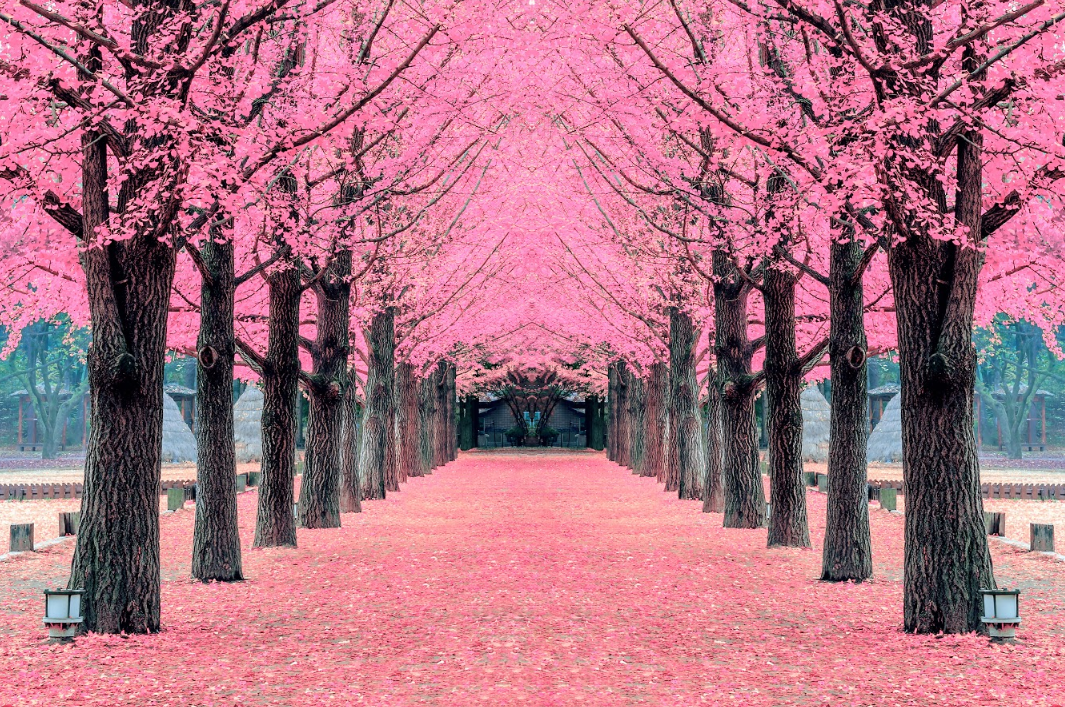 チュンチョンツアー南怡島(ナミソム)&伝統醸造所一日ツアー、韓国旅行、韓国観光、韓国自然、韓国人気スポット、韓国名所、南怡島、ナミソム、伝統酒、韓国ドラマ、韓国映画、冬のソナタ、韓国自然、チュンチョン、伝統醸造所、抱川、ポチョン、サンサウォン醸造所、試飲、韓国お酒、マッコリ、スル、お酒、ナミソム旅行、韓国名所