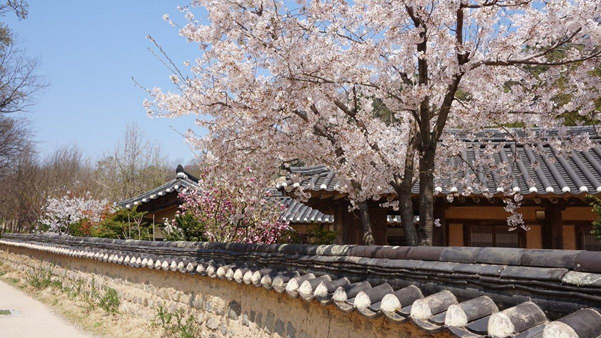 全州ツアー、馬耳山(マイサン)&全州韓屋村ツアー、韓国ツアー、韓国旅行、韓国観光、韓国自然、韓国人気スポット、韓国名所、馬耳山、マイサン、全州韓屋村、韓国ドラマ、韓国映画、いとしのスヨン、国家代表、男が愛する時、ハンボク、韓国人ハンボク、ハンボク体験、韓服レンタル、可愛い韓服、韓服男、ハンボクナム、韓国自然、チョンジュ、