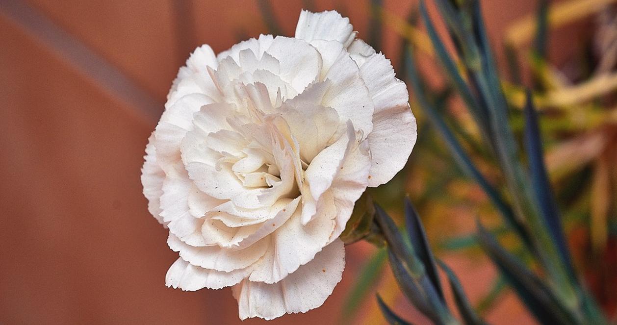 Ngày cha mẹ Hàn Quốc 8/5