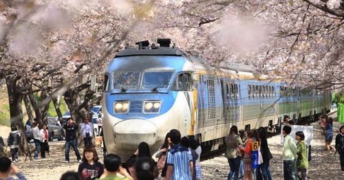 韓国桜祭り、プサン桜祭り、プサン見どころ、ジンヘ桜祭り、プサン一日ツアー