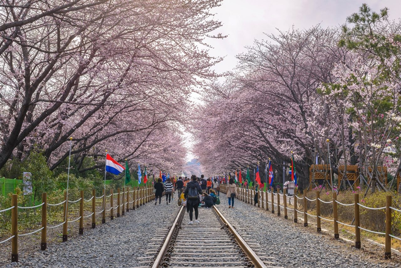 韓国桜祭り、プサン桜祭り、プサン見どころ、ジンヘ桜祭り、プサン一日ツアー