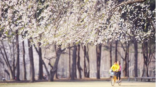 チュンチョンツアー南怡島(ナミソム)&伝統醸造所一日ツアー、韓国旅行、韓国観光、韓国自然、韓国人気スポット、韓国名所、南怡島、ナミソム、伝統酒、韓国ドラマ、韓国映画、冬のソナタ、韓国自然、チュンチョン、伝統醸造所、抱川、ポチョン、サンサウォン醸造所、試飲、韓国お酒、マッコリ、スル、お酒、ナミソム旅行、韓国名所