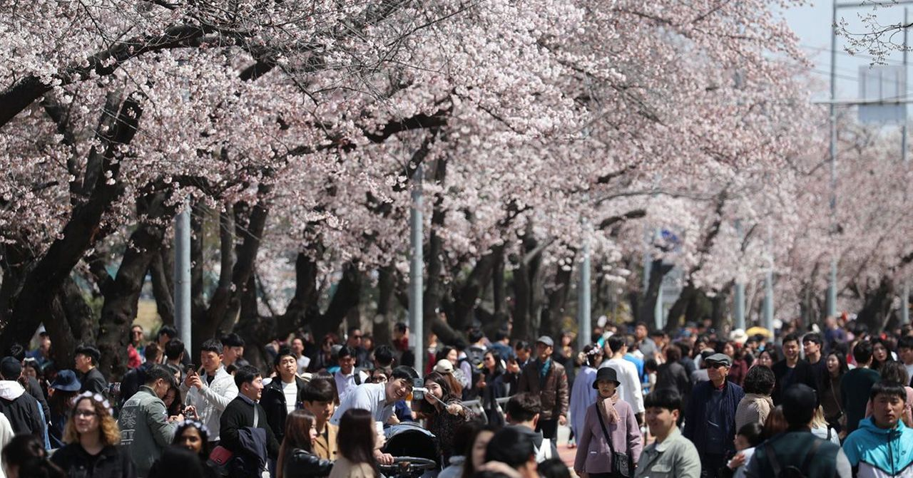 汝矣島櫻花節期間，滿開的櫻花樹下人潮湧動，遊客欣賞漫天飄櫻