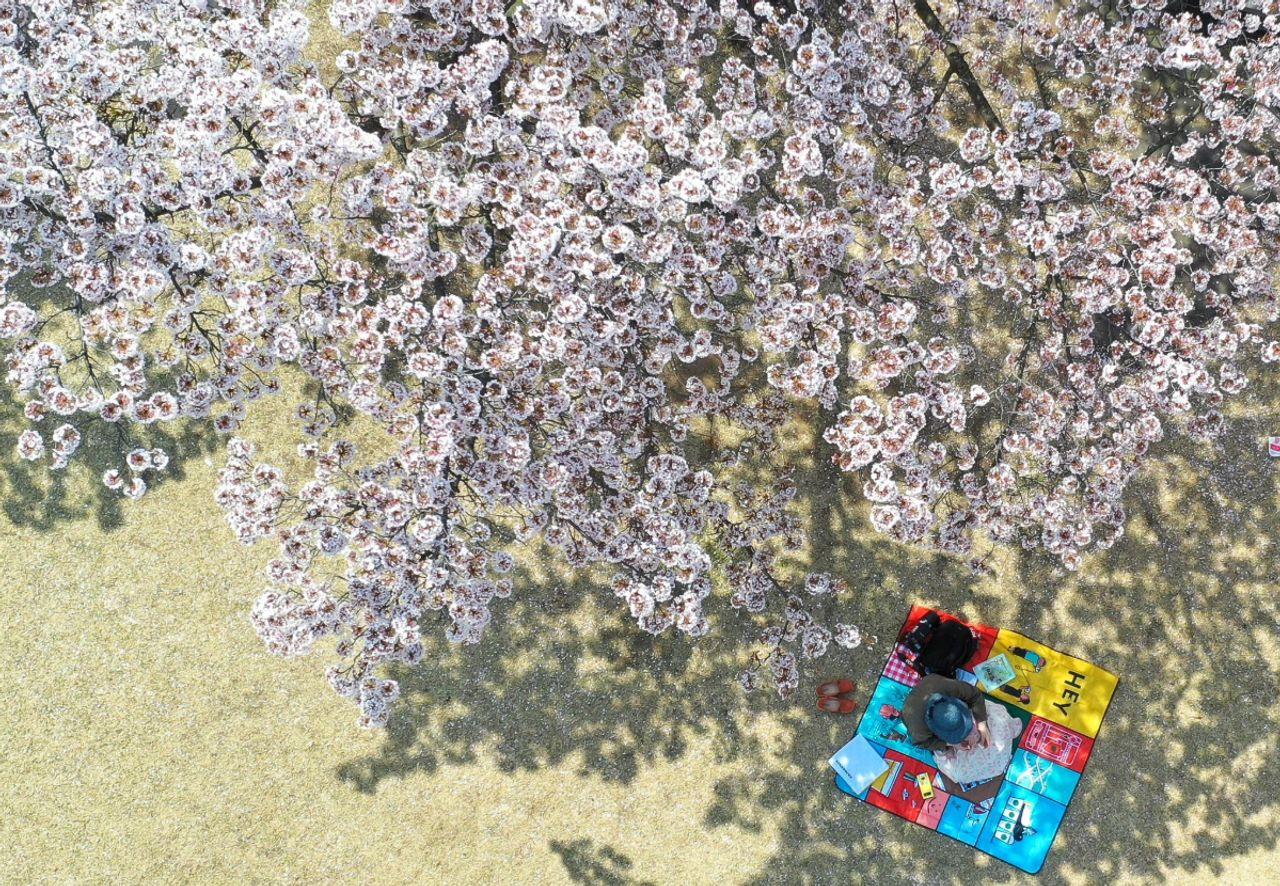 済州お花見、チェジュ観光、チェジュ絶景、チェジュの桜＆菜の花ツアー、チェジュツアー、チェジュ一日ツアー、チェジュ旅行