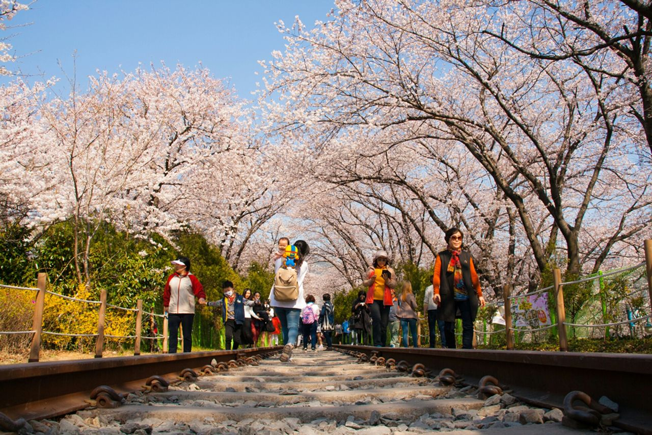 韓国桜祭り、プサン桜祭り、プサン見どころ、ジンヘ桜祭り、プサン一日ツアー