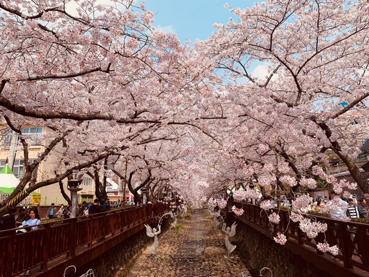 韓国桜祭り、プサン桜祭り、プサン見どころ、ジンヘ桜祭り、プサン一日ツアー