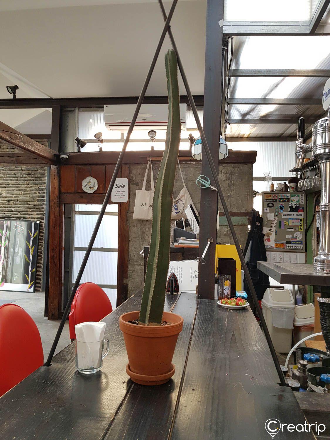 Caffetteria vegetale image 8