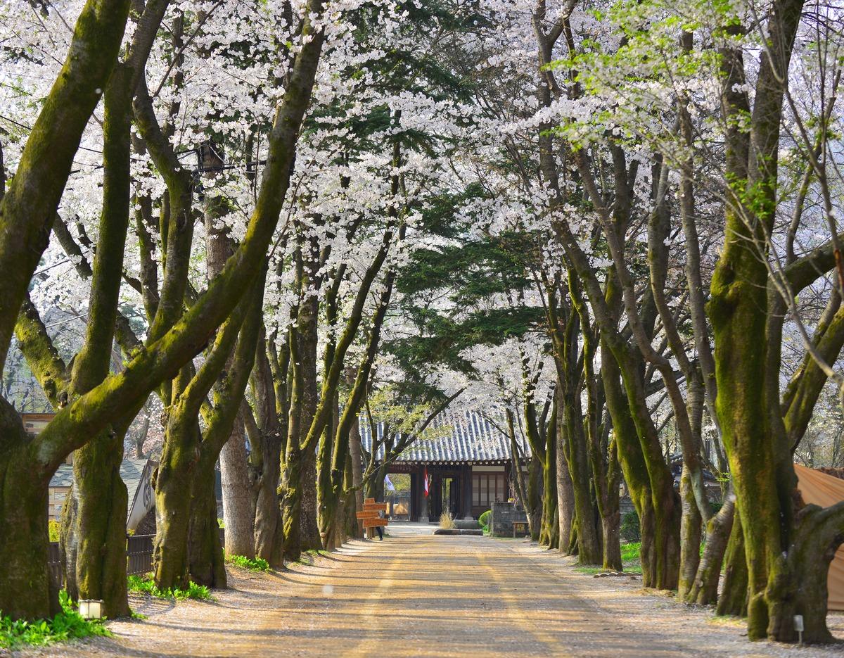 남이섬 신규 사진 4
