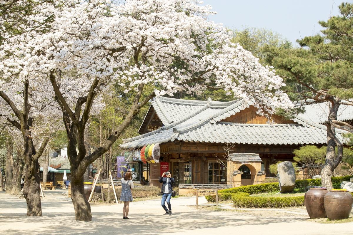 남이섬봄2