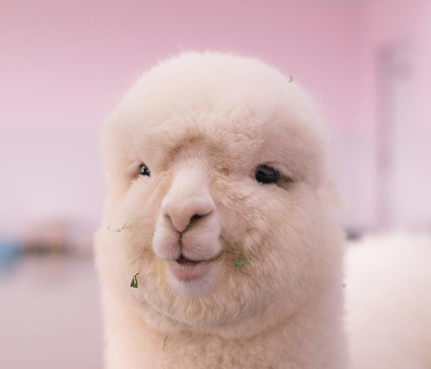 Creatrip 草泥馬牧場 翡翠花園一日遊