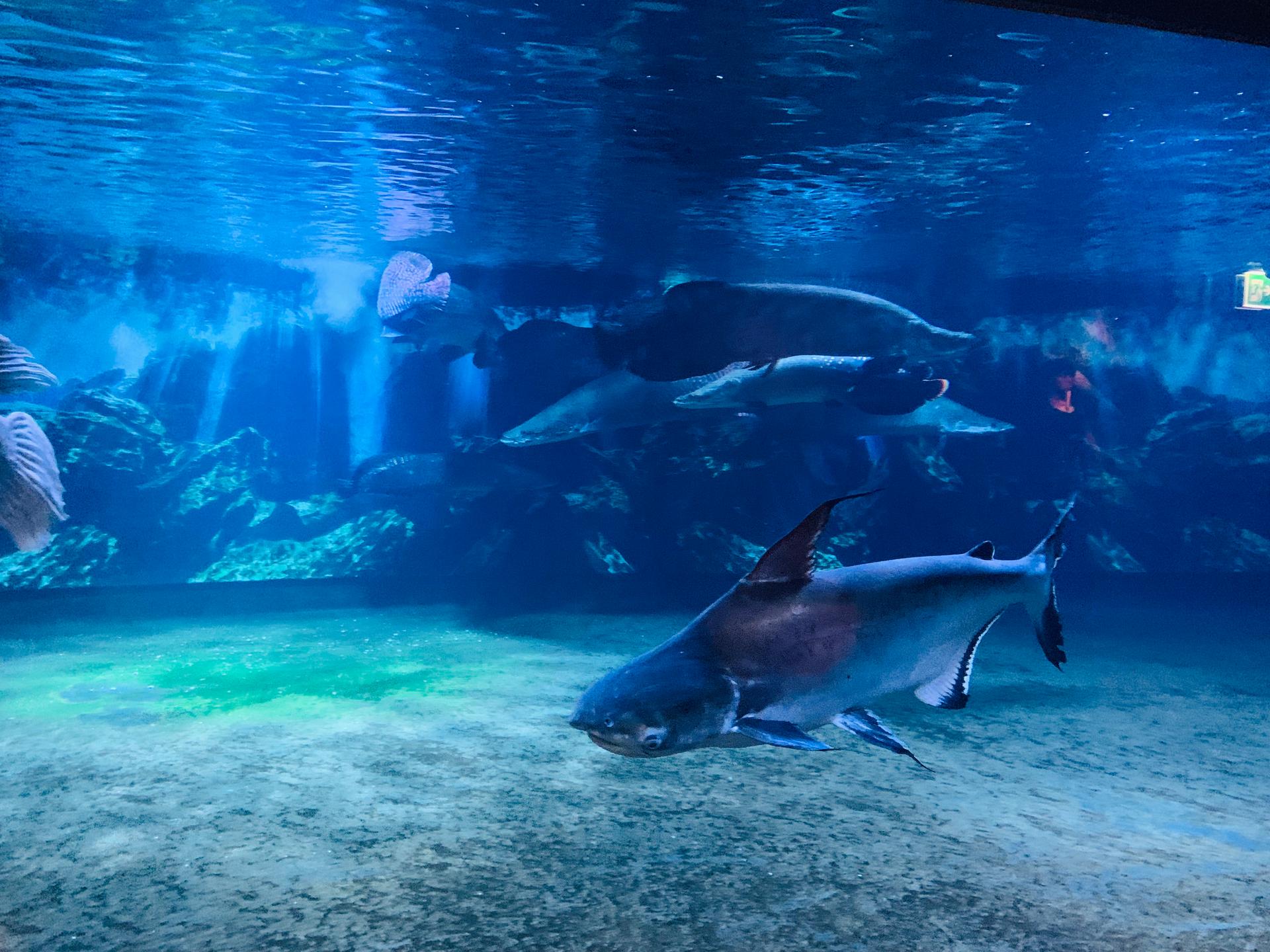 Common sharks swimming in blue water at Coex Aquarium in South Korea.