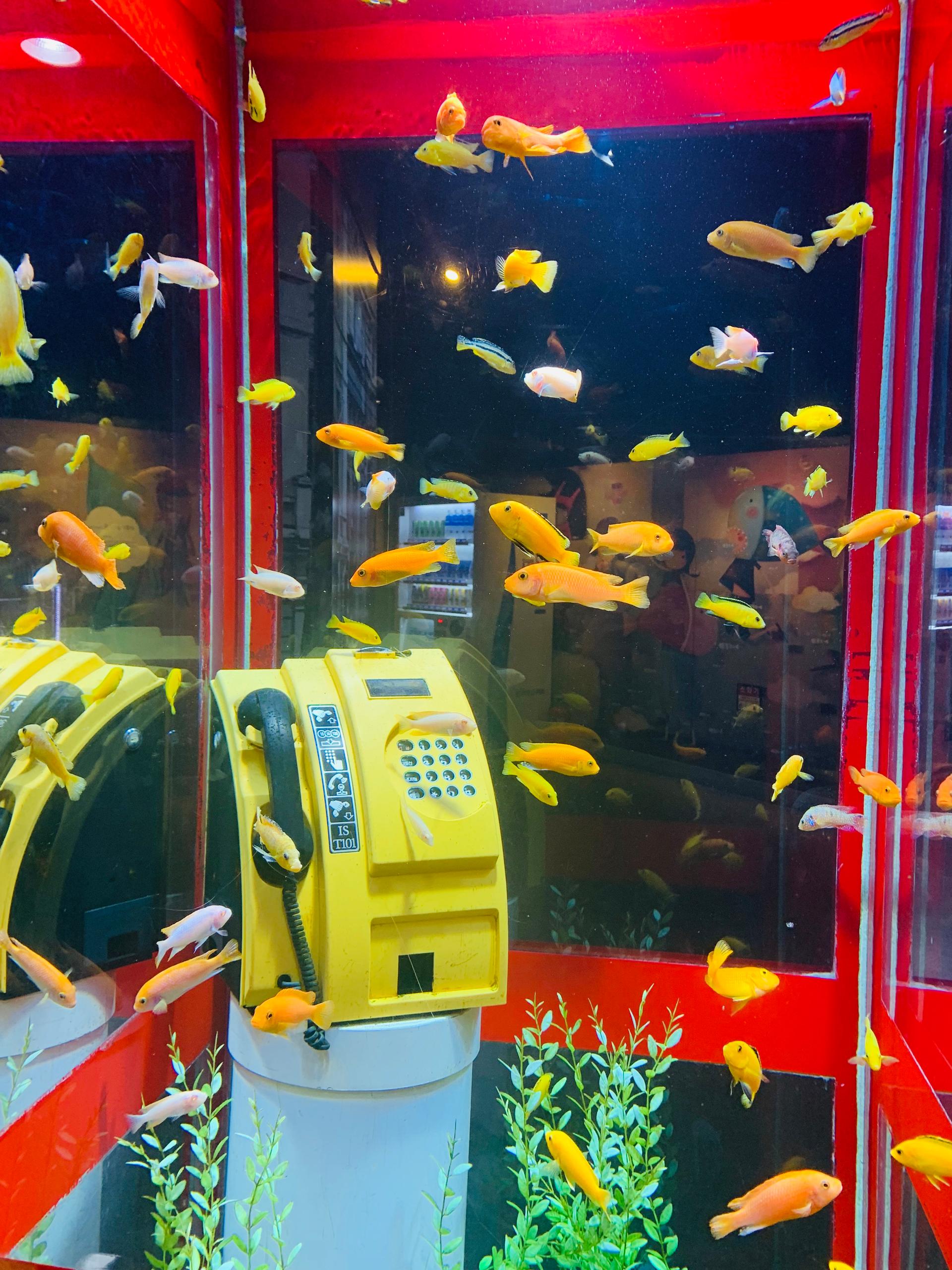 Colorful phon booth room at Coex Aquarium with yellow and green fish swimming around art installation.