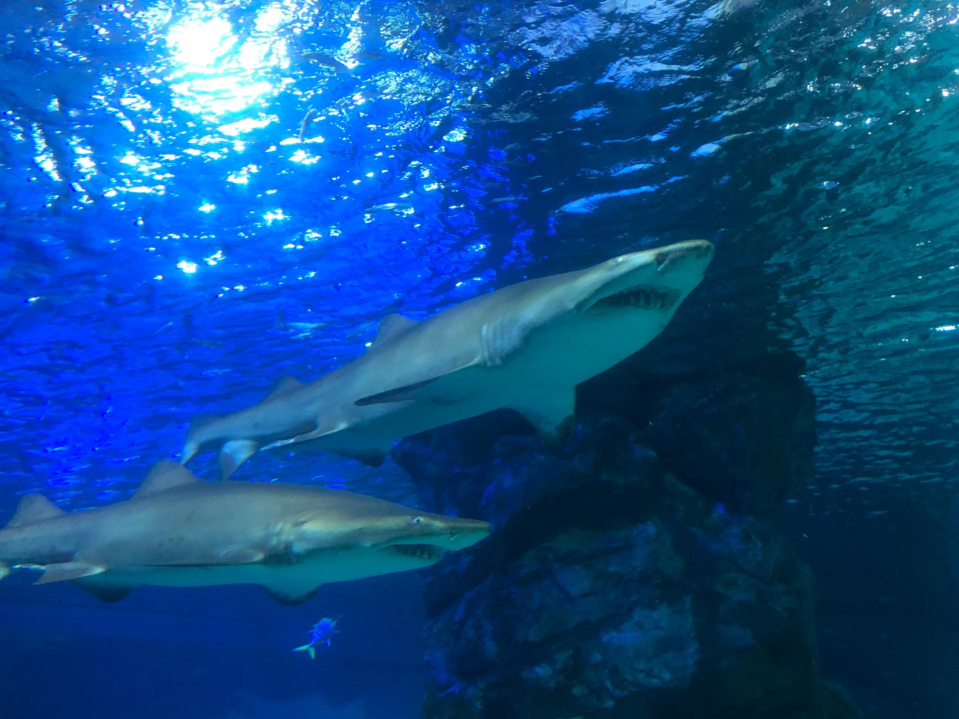 Blue requiem shark swimming in the azure water of Coex Aquarium, Korea.