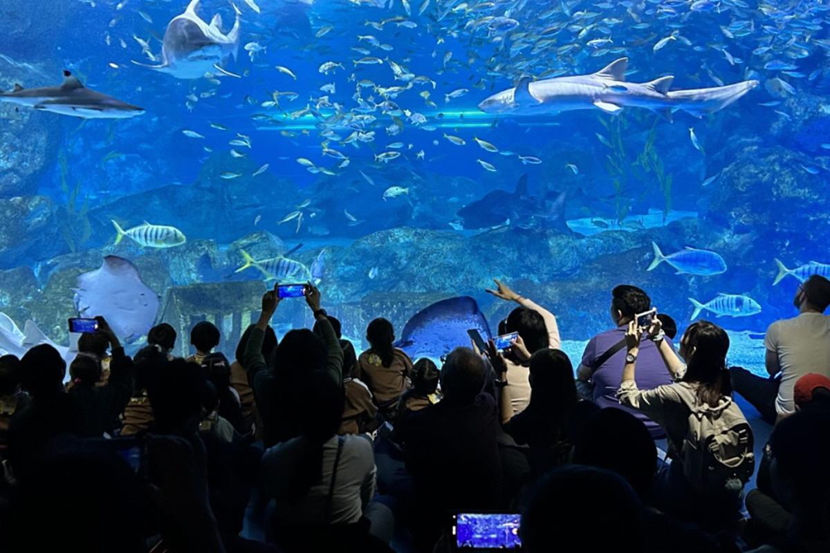 Boleto de entrada al Acuario COEX-image