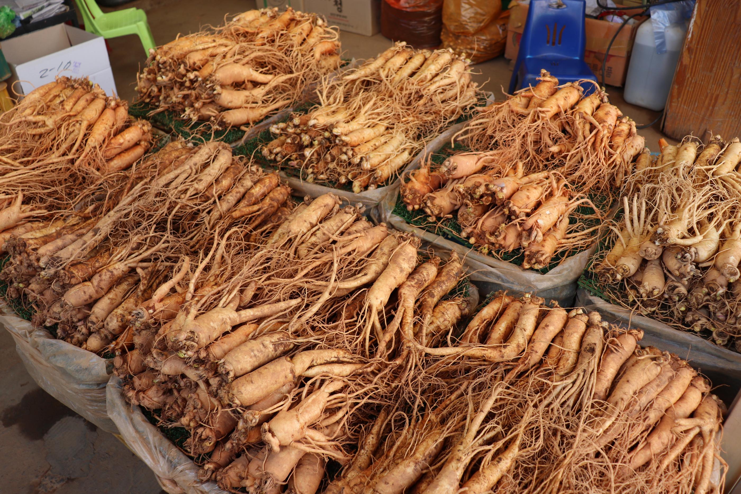 Ginseng fresco y procesado