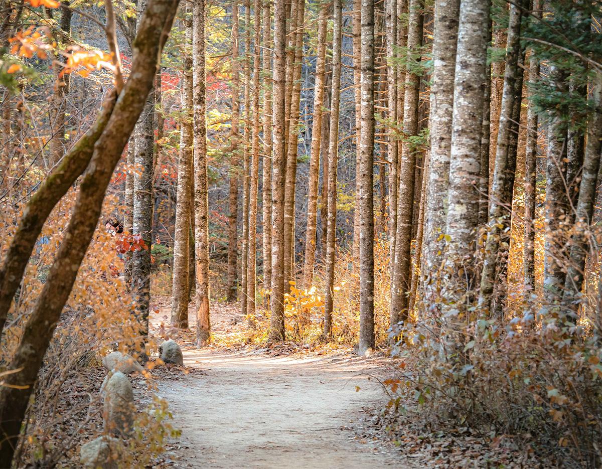 Odaesan National Park