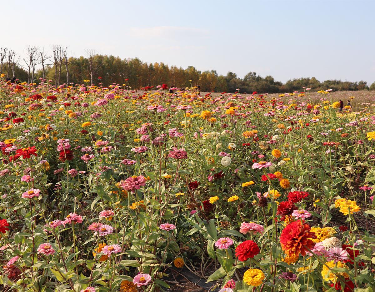 Seoul Tour｜Autumn Flowers One Day Tour in Gyeonggi-do / Incheon