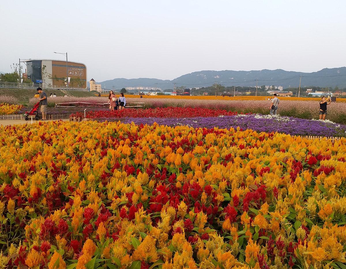 Seoul Tour｜Autumn Flowers One Day Tour in Gyeonggi-do / Incheon