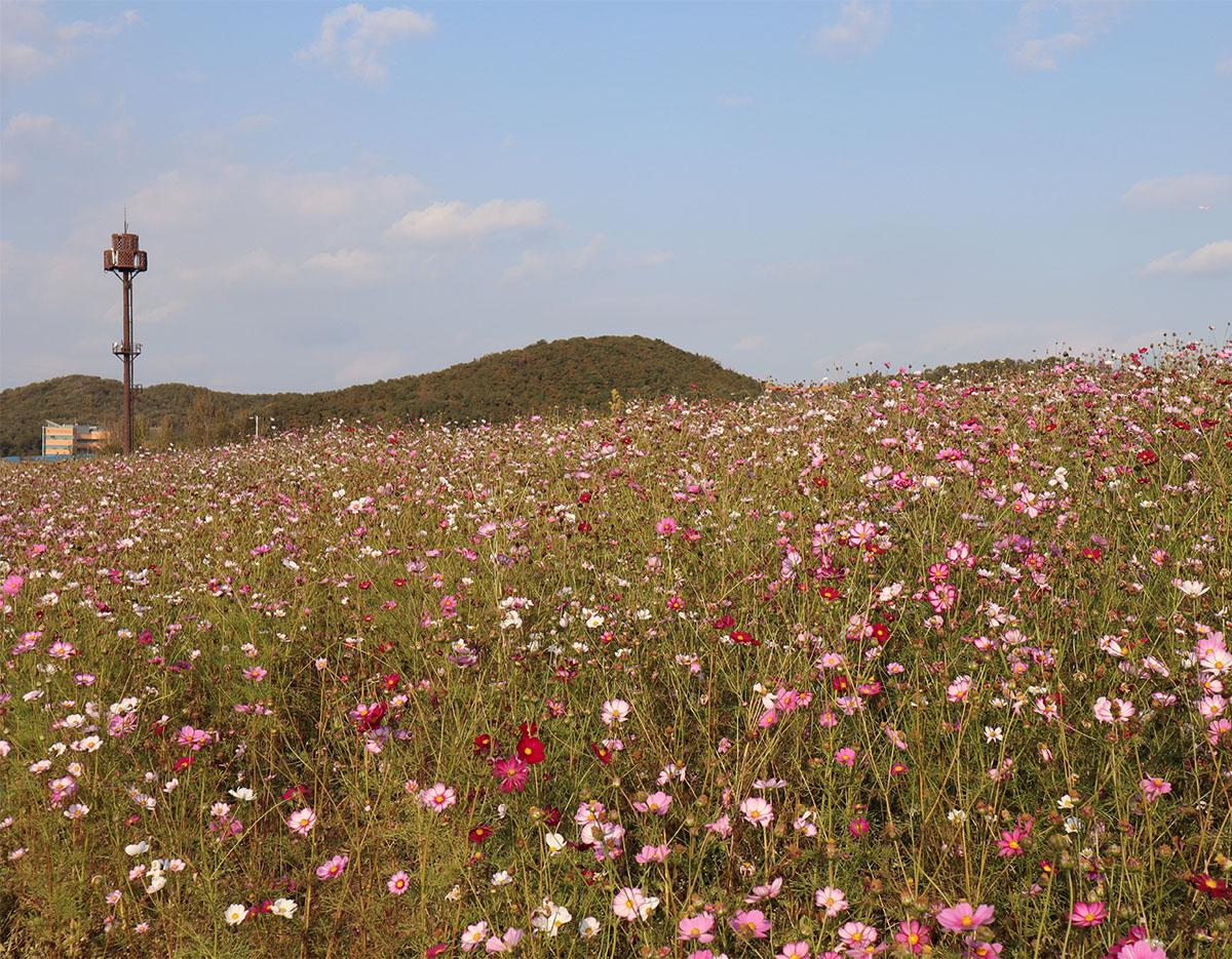 Seoul Tour｜Autumn Flowers One Day Tour in Gyeonggi-do / Incheon