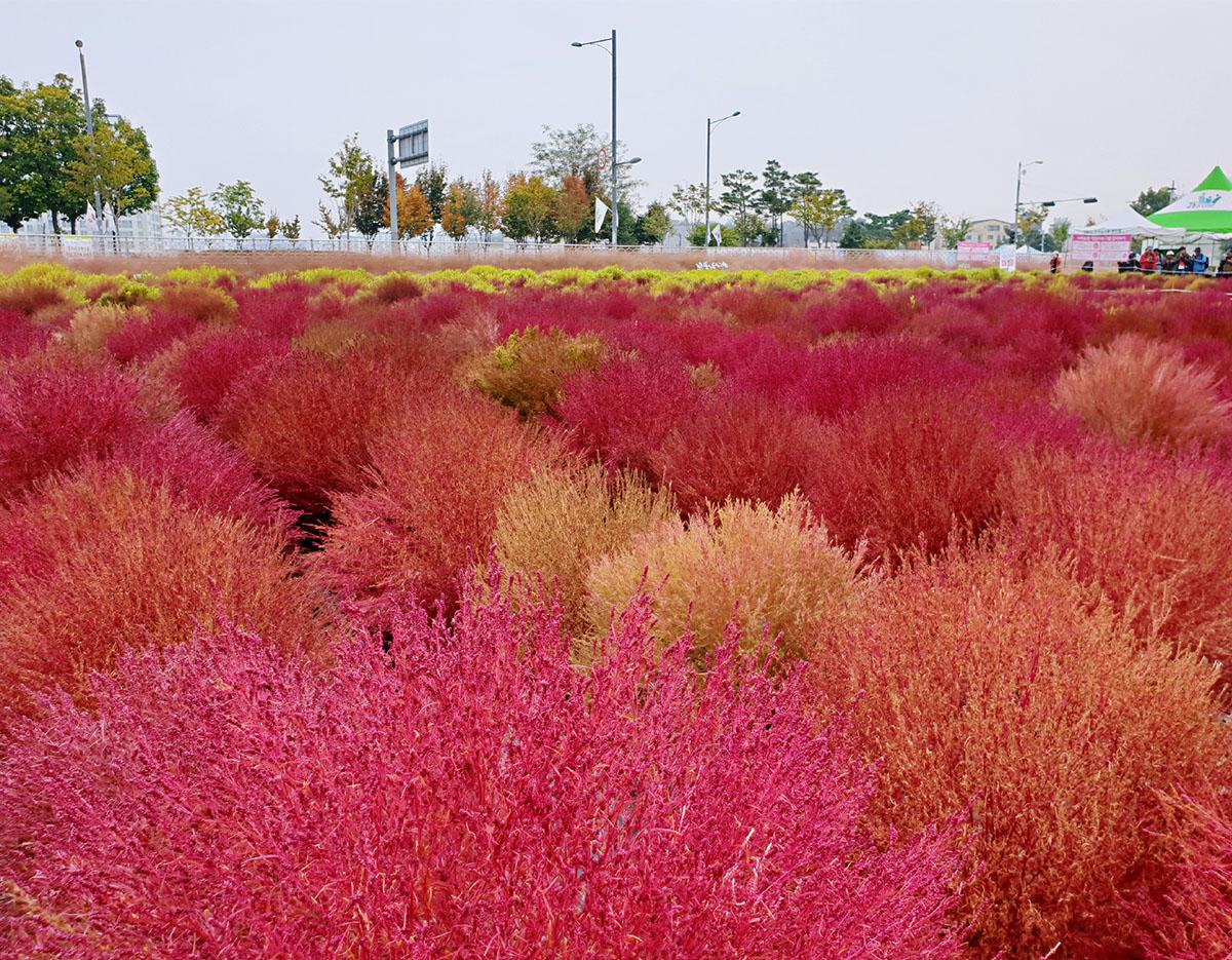 Seoul Tour｜Autumn Flowers One Day Tour in Gyeonggi-do / Incheon