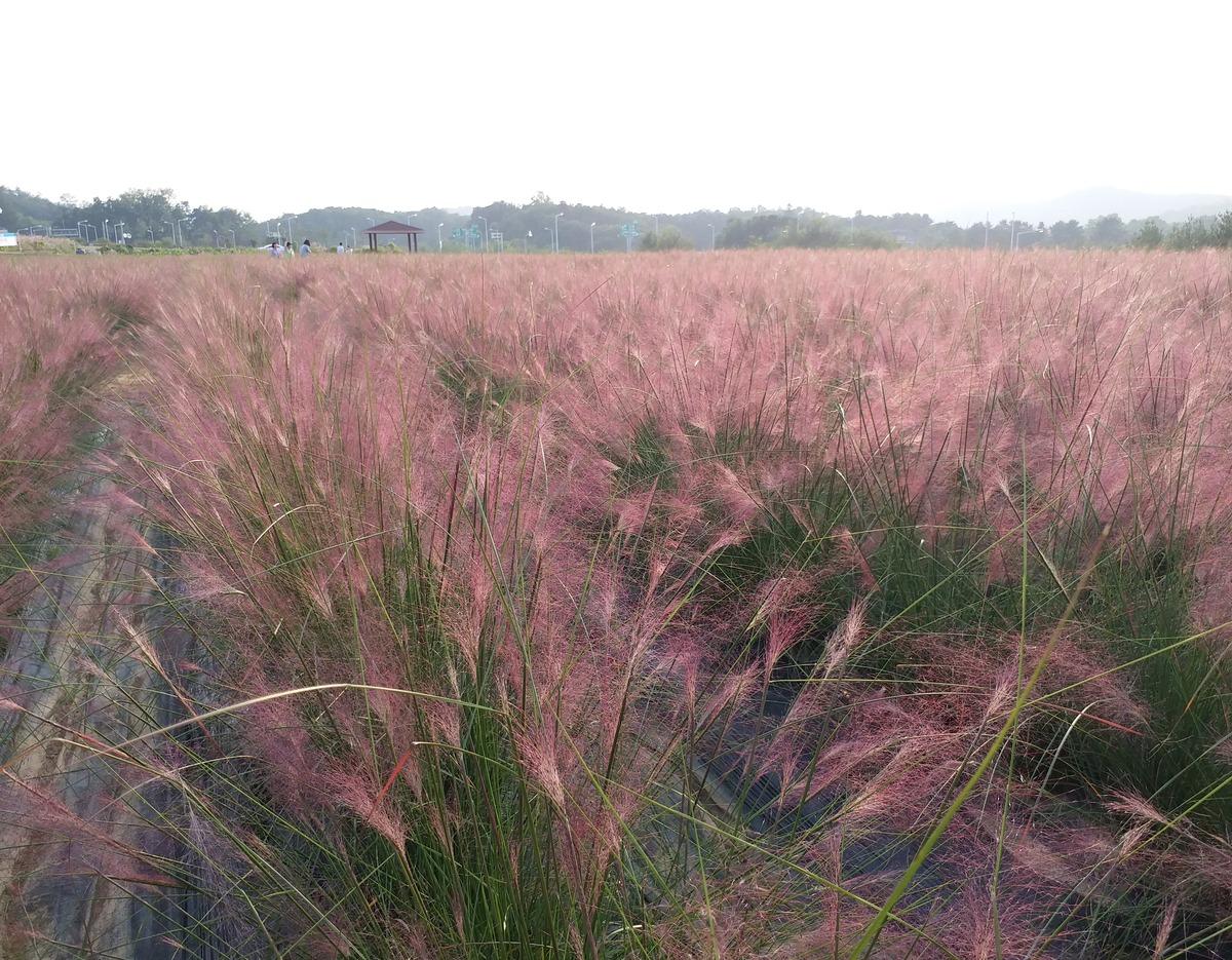 Yangju Nari Park pink muhly field stretching across flat grounds with tall feathery pink grasses and distant pavilion