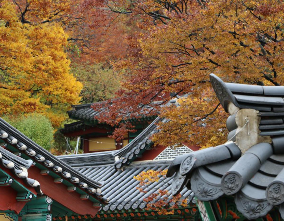 Seoul Tour｜Autumn Flowers One Day Tour in Gyeonggi-do / Incheon