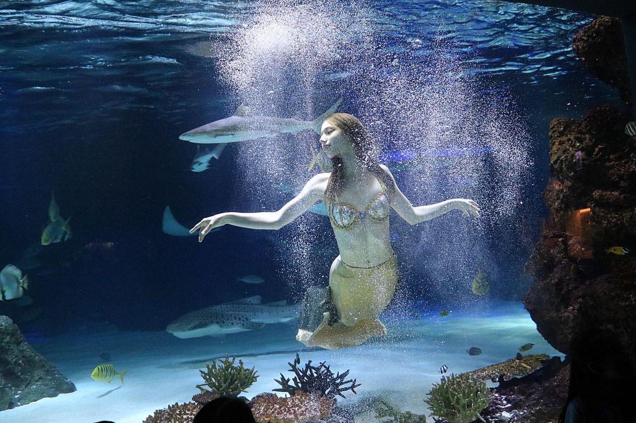 汝矣島海洋世界水族館/63大樓觀景台套票-image