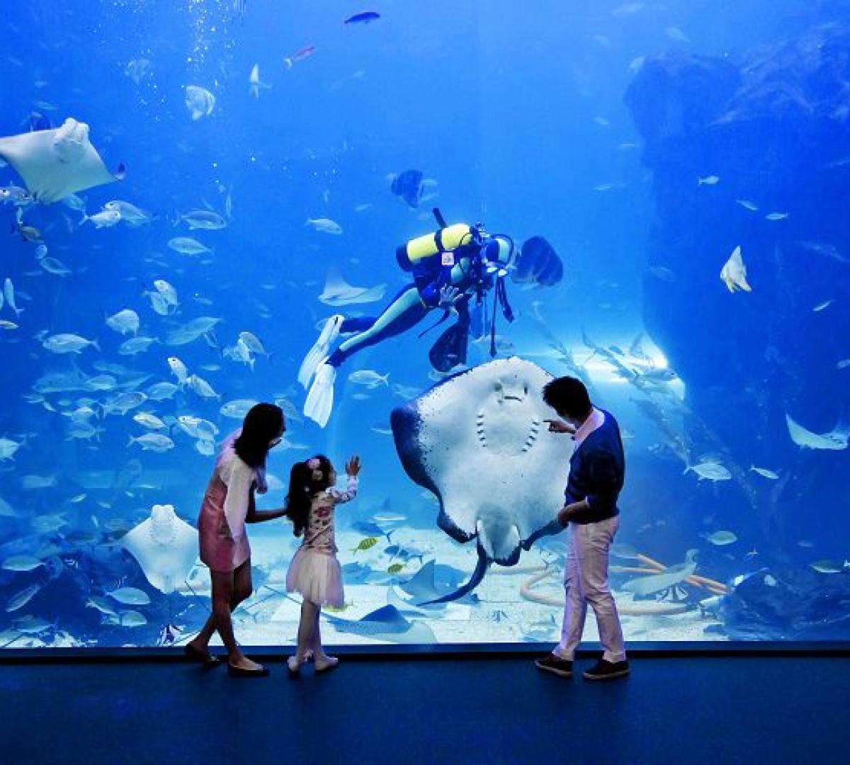 Aqua Planet Ilsan элсэлтийн тасалбар 1