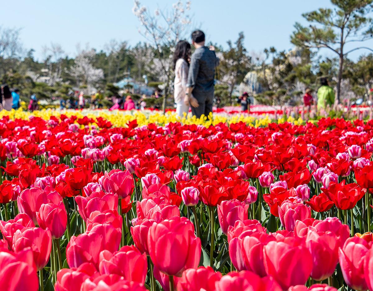 Taean Tulip Festival + Strawberry Picking One Day tour