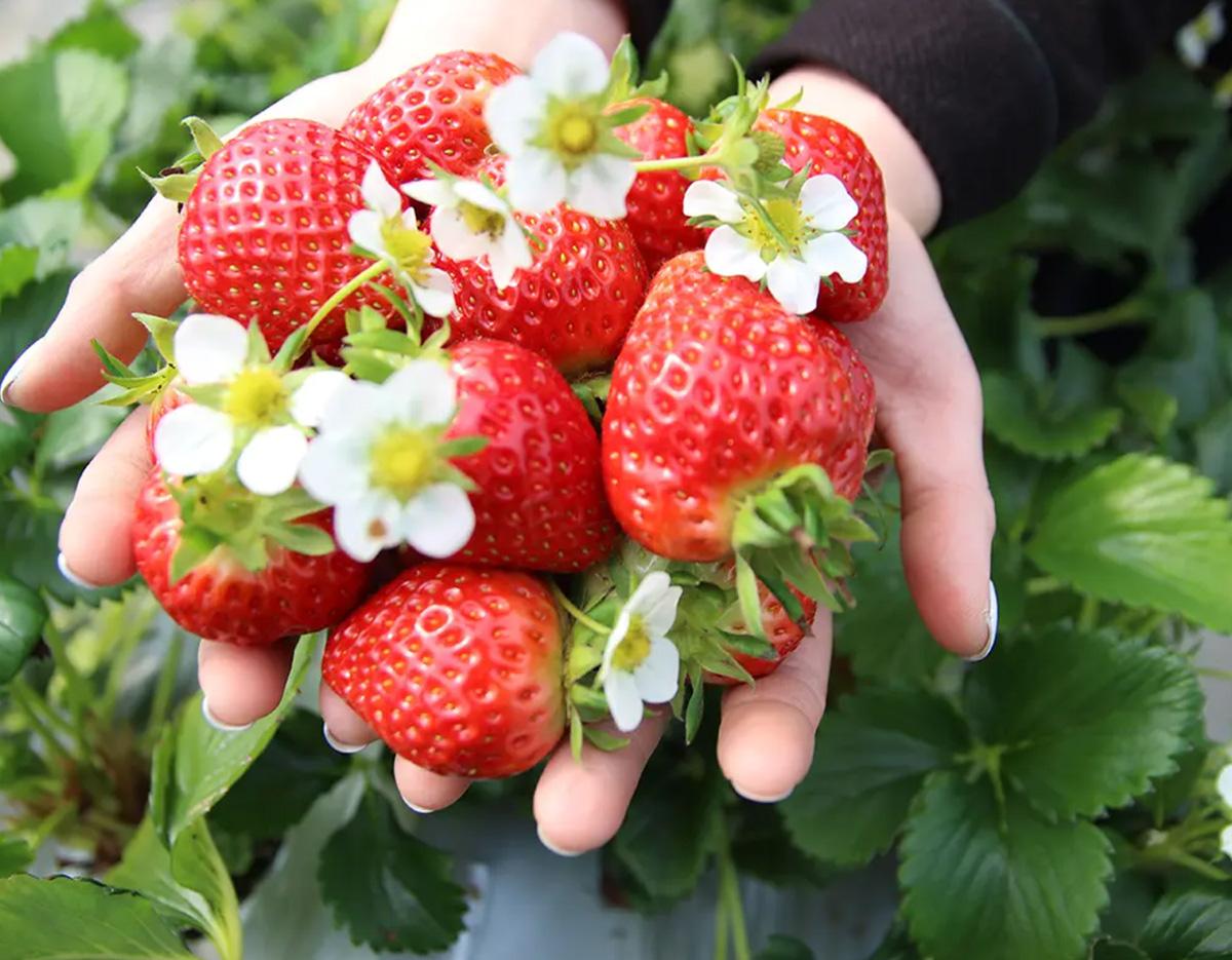 Taean Tulip Festival + Strawberry Picking One Day tour