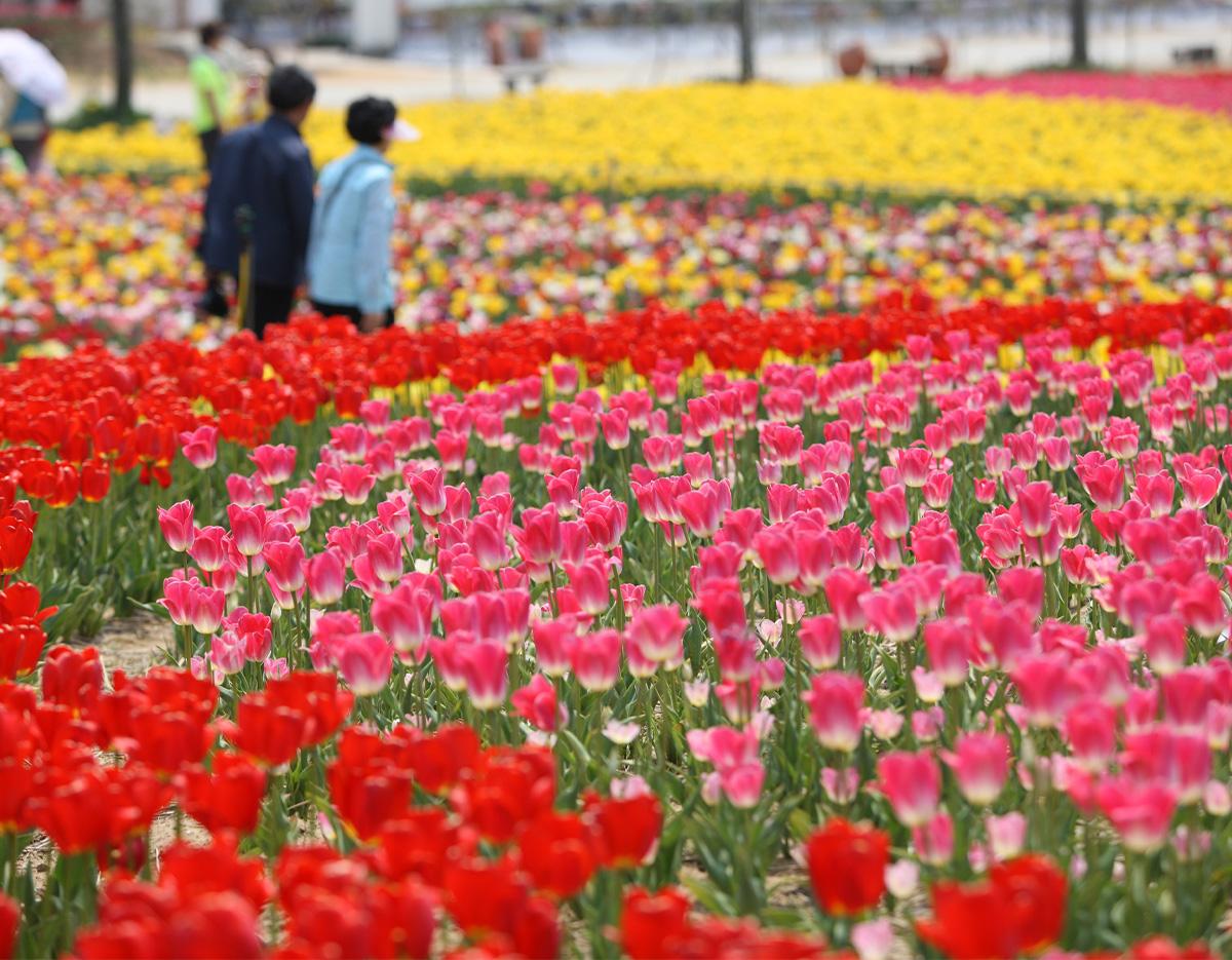 2025早鳥🌷泰安鬱金香節/採草莓一日遊（首爾出發）-image