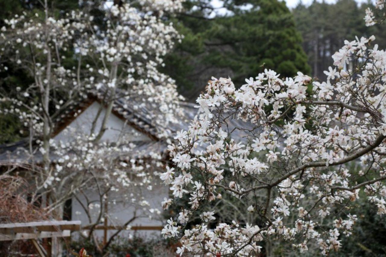 Visite du festival Taean Magnolia 3