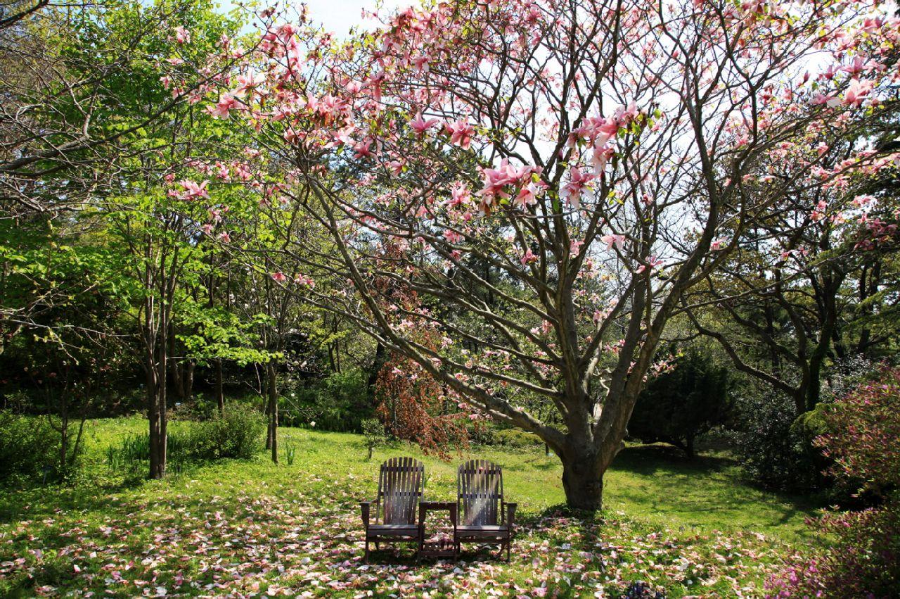 Visite du festival Taean Magnolia 4